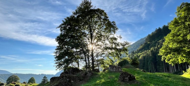 verwurzelung-baum-go-beyond-retreat.jpg Verwurzelung und innere Stärke – Retreat im Allgäu