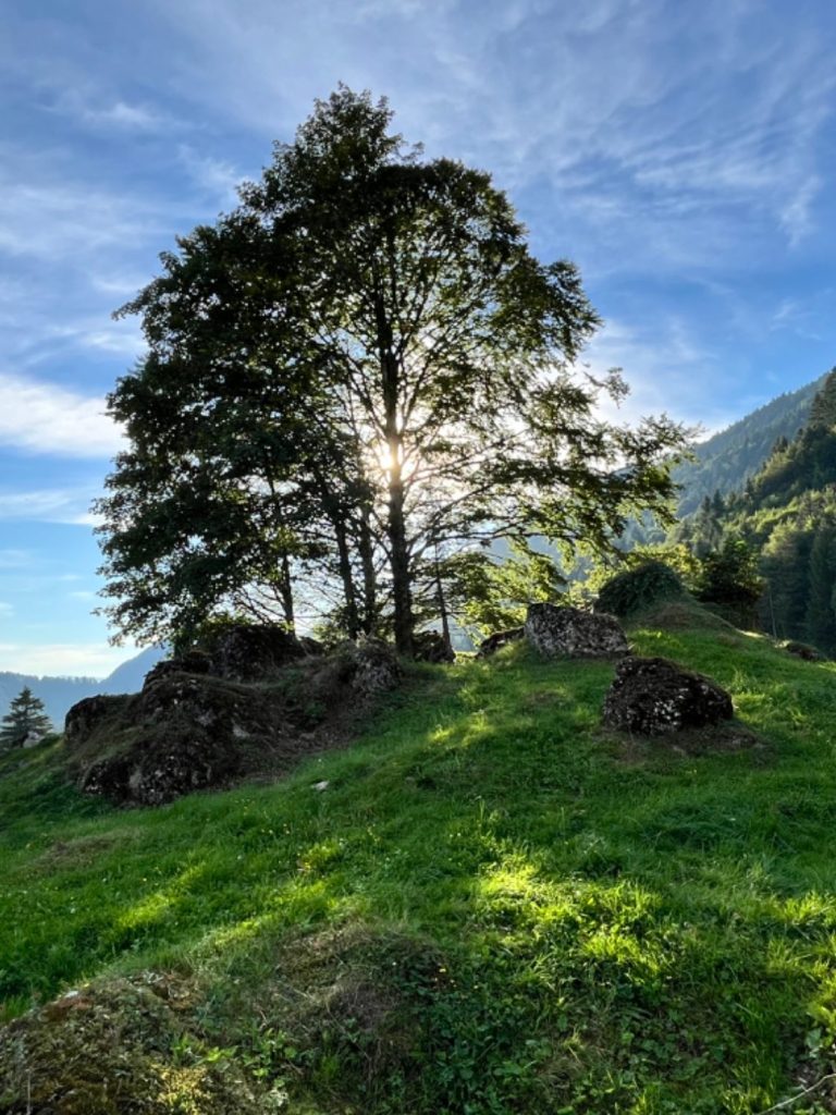 verwurzelung-baum-go-beyond-retreat.jpg Verwurzelung und innere Stärke – Retreat im Allgäu